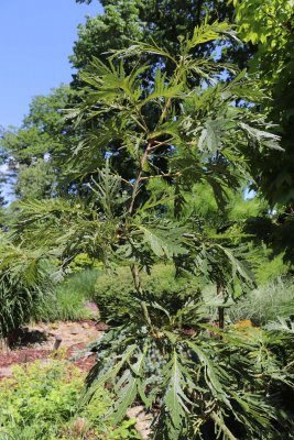 Quercus dentata 'Pinnatifida' - dub zubatý - olistění